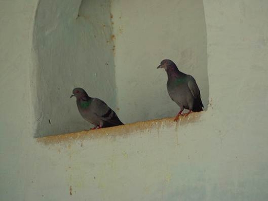 Description: Two pigeons are resting inside a niche.