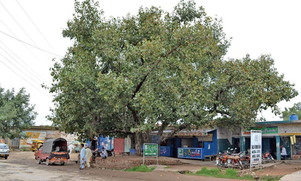 Description: Over a 100 years old Banyan tree on the main road in Bhoun village.
