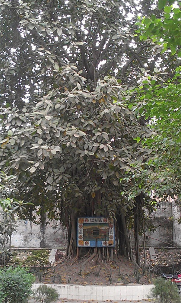 Description: A banyan tree
