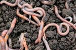 Earth worms